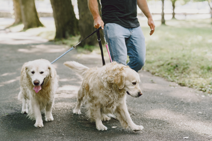 passeio cachorro