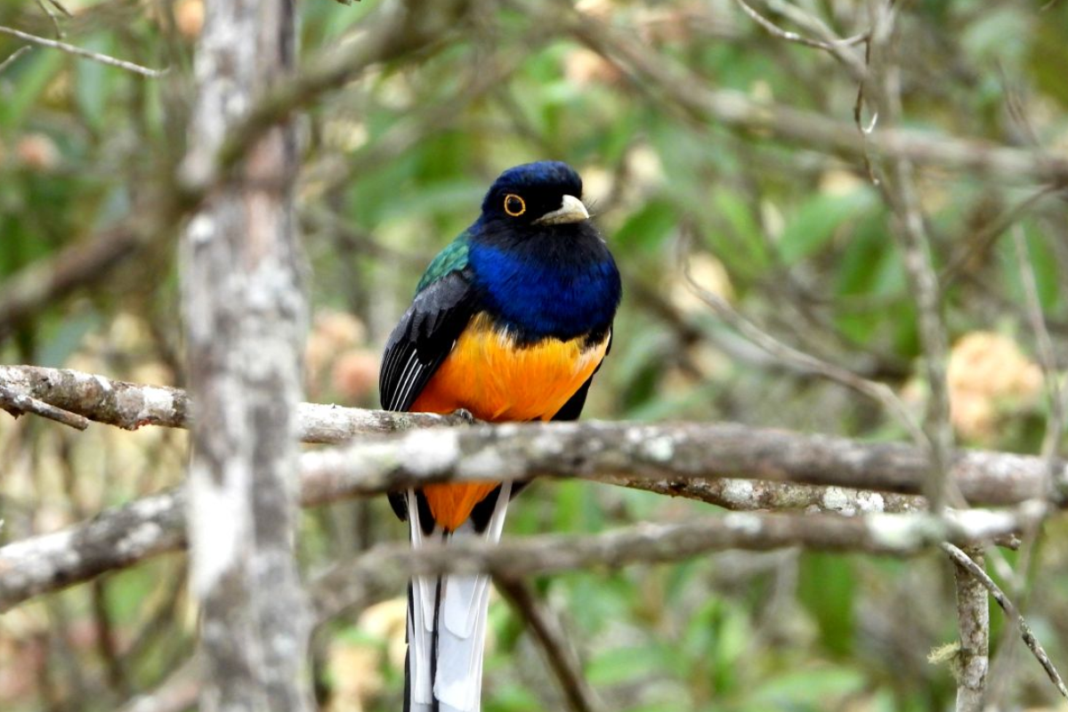 surucuá