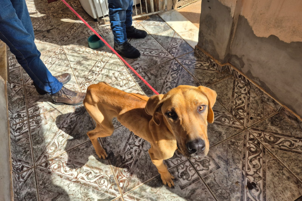 Mulher é autuada por maus-tratos a cachorro em Juiz de Fora 2 tornado parana