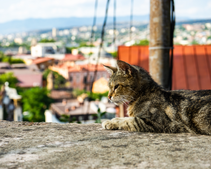 Uma cidade resiliente protege os animais 1 Ana BichCid TM 14 6 26 FonteCanvaPorAnnaBogushdeGettyImages