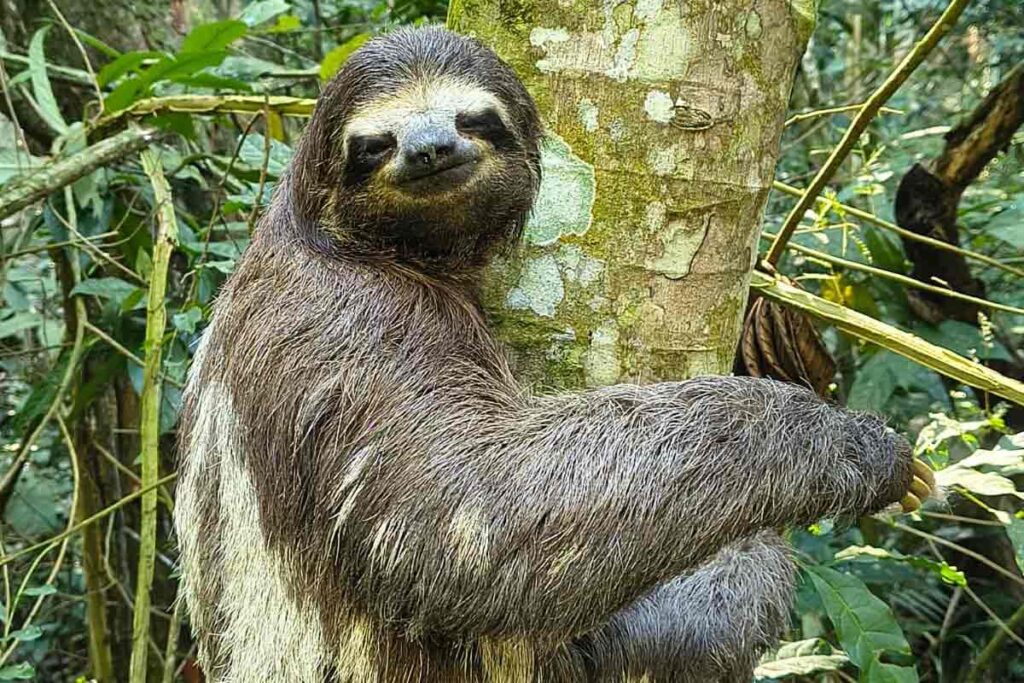 Tucano, bicho-preguiça e curicaca são reintroduzidos no Jardim Botânico em Juiz de Fora 3 Jardim Botânico
