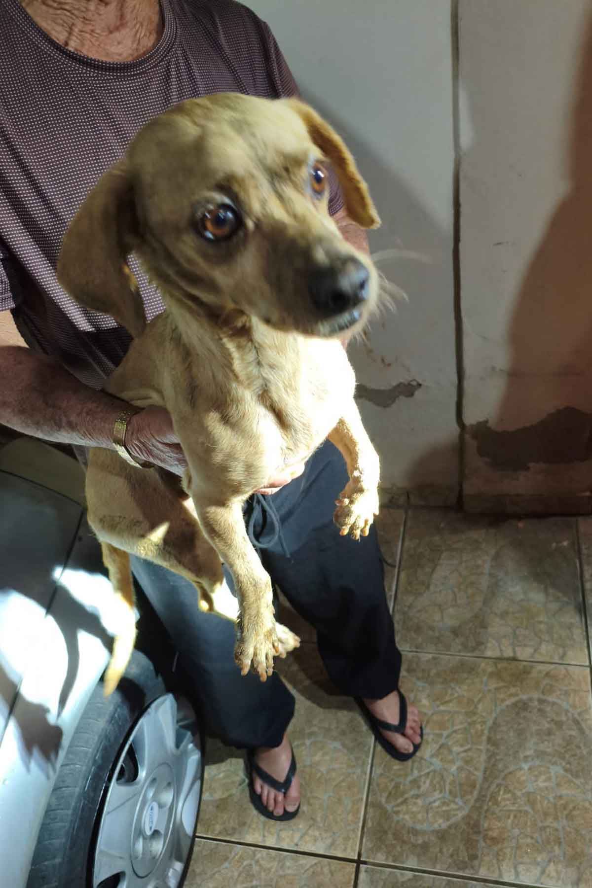 cachorro-caramelo-no-motor-do-carro-araguari-foto-bombeiros-(1) cachorro-caramelo-no-motor-do-carro-araguari-foto-bombeiros-(1)