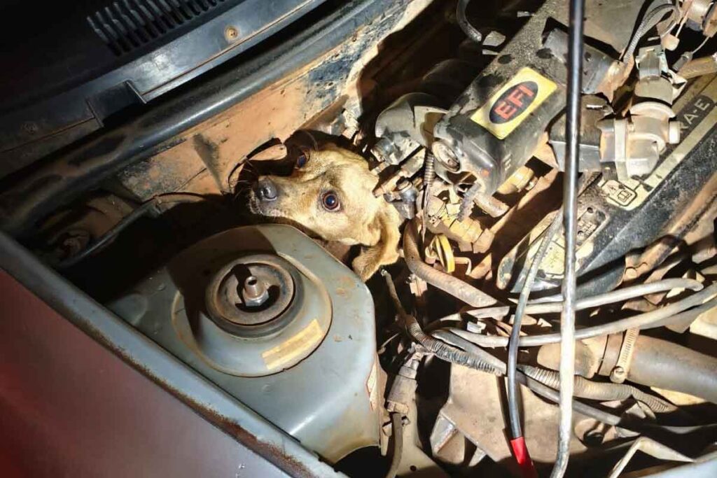 Cachorro caramelo é resgatado de dentro de motor de veículo em Minas