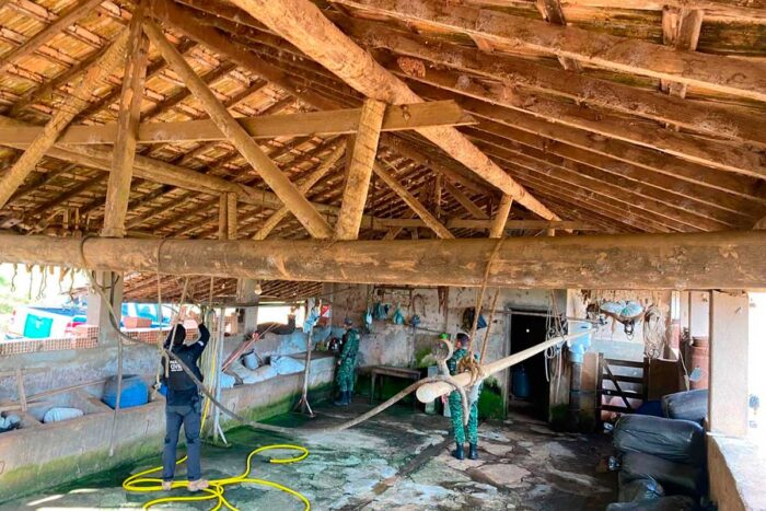 Operação contra abate clandestino resgata 195 suínos no Campo das Vertentes 1 Operação contra abate clandestino resgata 195 suínos no Campo das Vertentes