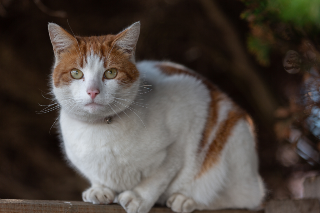 gato idoso