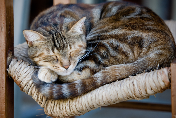 Terceira idade felina: 7 mudanças de comportamento dos gatos idosos 1 gato idoso 2