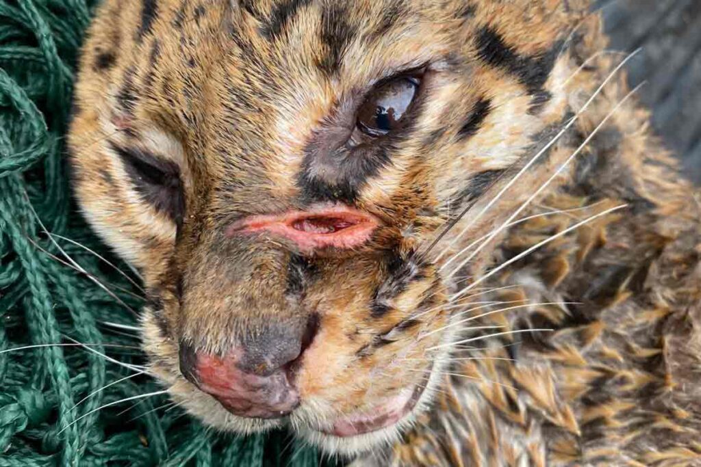 Jaguatirica ferida após atropelamento é resgatada pelo Corpo de Bombeiros 1 jaguatirica