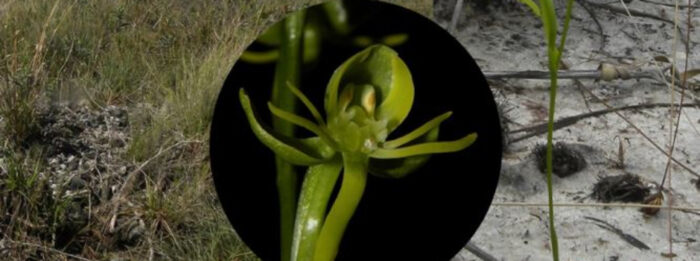 Nova espécie de orquídea é descoberta em unidade de conservação no Norte de Minas 1 orquídea