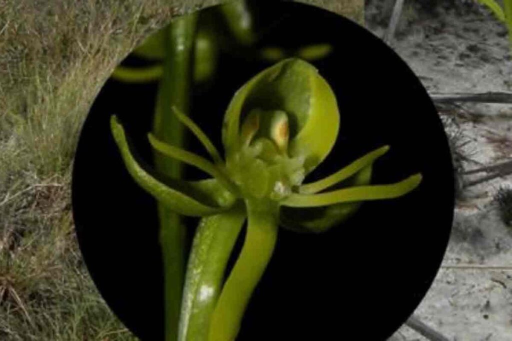 Nova espécie de orquídea é descoberta em unidade de conservação no Norte de Minas 2 orquídea