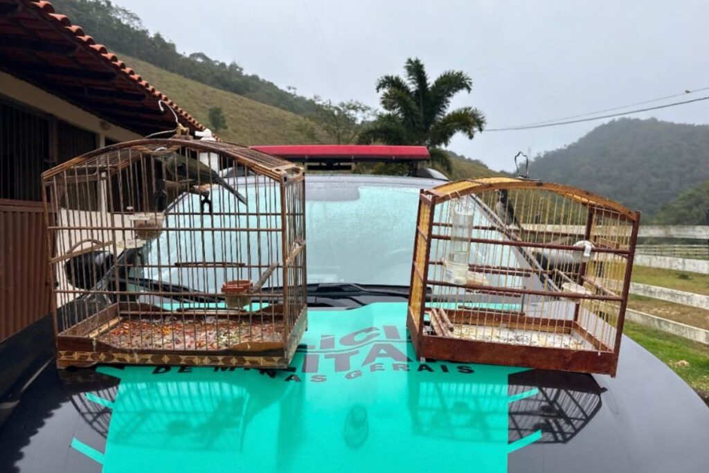 Pássaros mantidos em cativeiro são resgatados no distrito de Humaitá