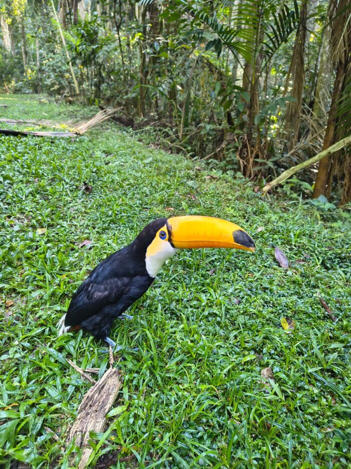 ucano