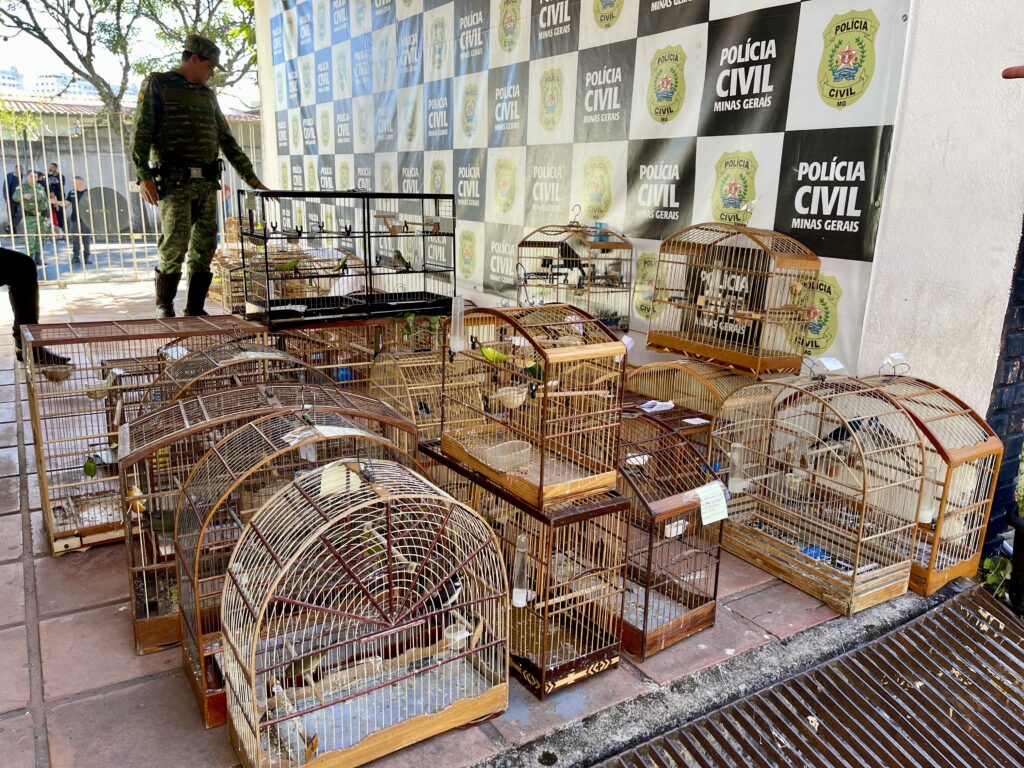 APREENSAO PASSAROs FELIPE COURI 3.jpg