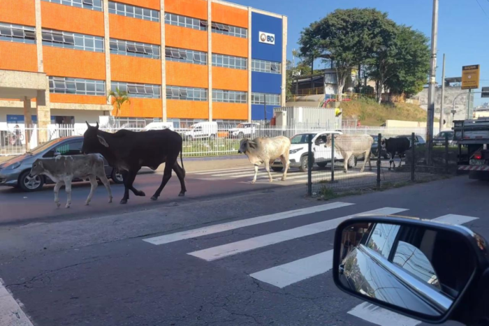 Bovinos são flagrados nesta quarta na Avenida JK; saiba quem acionar 1 Design sem nome 22