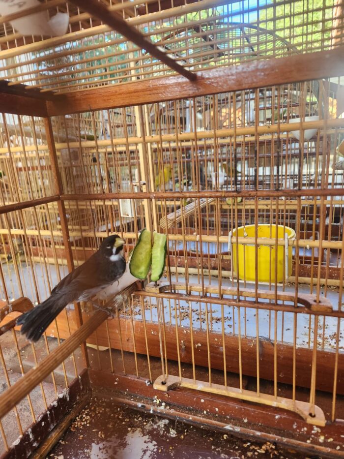 Operação contra tráfico de animais prende seis pessoas e apreende 150 aves na Zona da Mata 1 WhatsApp Image 2026 07 01 at 15.52.59