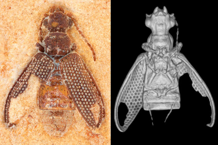 besouro fossil foto divulgacao incol