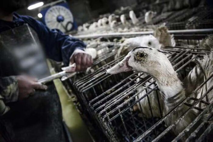foie gras