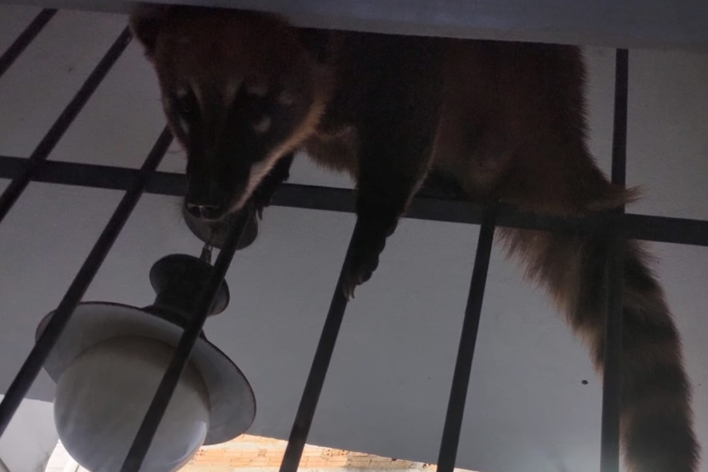 Quati é capturado em área urbana de Barbacena e levado para habitat seguro 1 fotos
