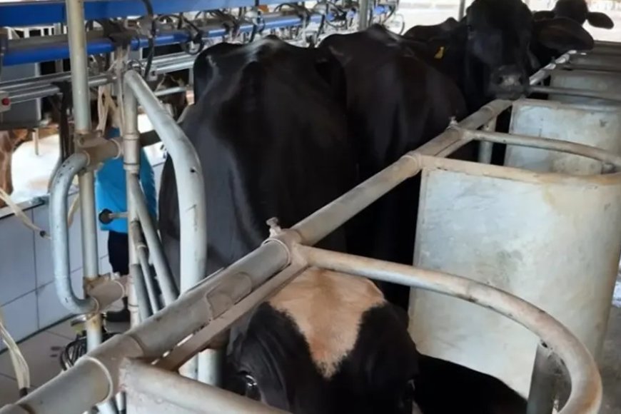 Potência leiteira enfrenta saída de produtores 1 image 870x580 6a638205879d6 fbW8E5
