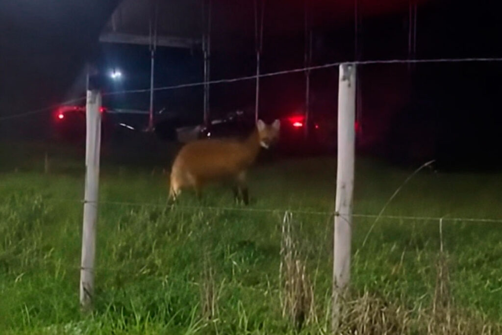 VÍDEO: Lobo-guará avistado no Salvaterra reacende debates sobre a expansão urbana 1 lobo guara reproducao redes sociais destacada
