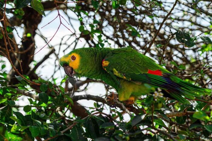 Pesquisa em Juiz de Fora aumenta chances de papagaios resgatados do tráfico sobreviverem na natureza 1 papagaios