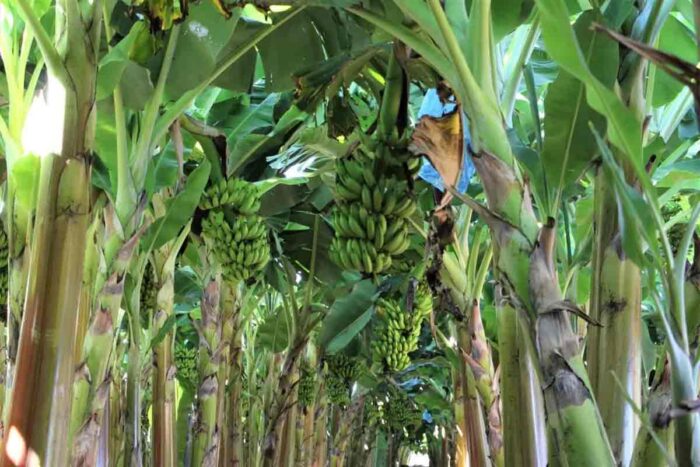 Com produção de mais de 90 mil toneladas de banana, produção de frutas avança na Zona da Mata 1 fruticultura