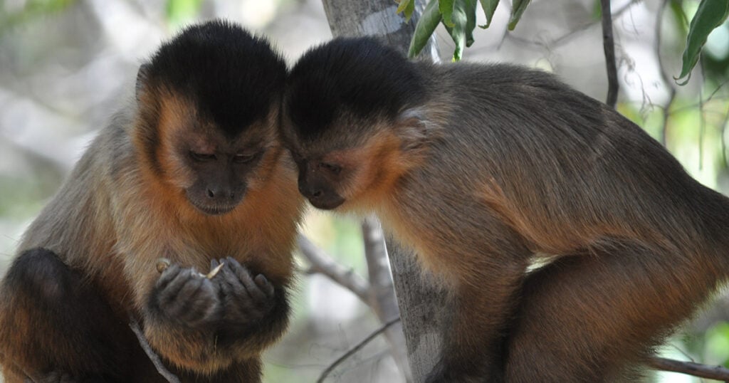 Quando as frutas desaparecem, macacos brasileiros viram caçadores e passam a comer cobras, morcegos, aves e gambás