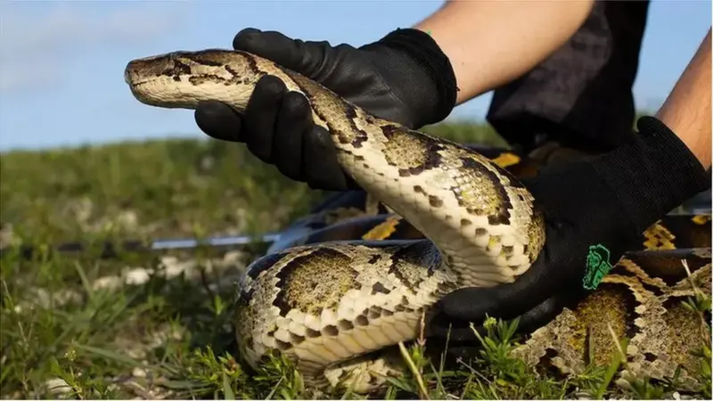 Coelhos falsos respiram, esquentam e soltam cheiro para atrair cobras gigantes escondidas em parque e facilitar sua captura