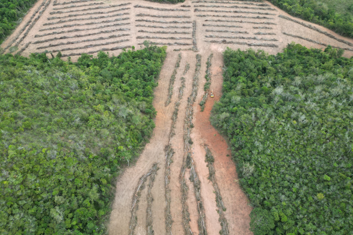 Operação Mata Atlântica em Pé fiscaliza mais de 3 mil hectares em Minas Gerais