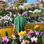 Exposição Nacional de Orquídeas de Juiz de Fora é cancelada em 2026