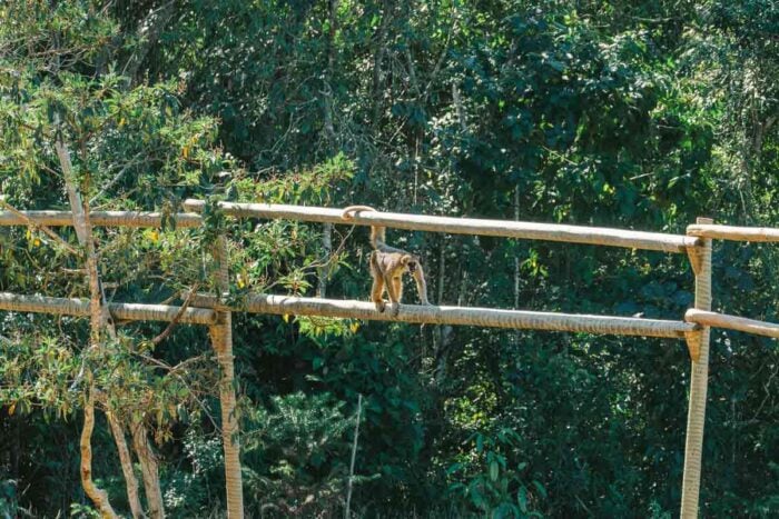 VÍDEO: Após quase desaparecer da região, muriqui-do-norte volta às florestas de Ibitipoca 1 Fotos Soltura Muriquis Grupo de Pecanha 33