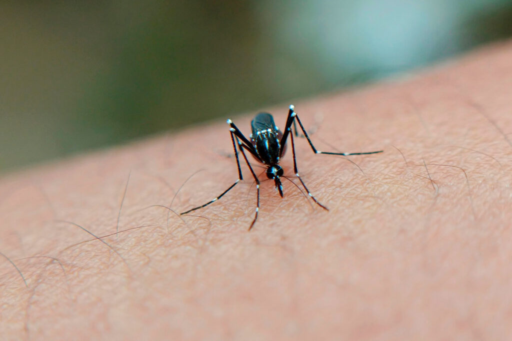 Vacina contra chikungunya: Anvisa avalia novo imunizante e Butantan inicia produção 1 aedes aegypti pexels