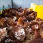 TJMG condena Cemig a indenizar agroindústria após morte de milhares de aves 6 TJMG condena Cemig a indenizar agroindústria após morte de milhares de aves