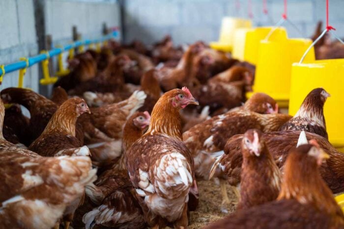 TJMG condena Cemig a indenizar agroindústria após morte de milhares de aves