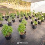 Primeiro banco de cannabis em universidade pública do Brasil é inaugurado na Zona da Mata mineira 8 cannabis ufv