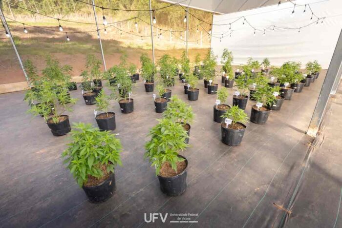 Primeiro banco de cannabis em universidade pública do Brasil é inaugurado na Zona da Mata mineira 1 cannabis ufv