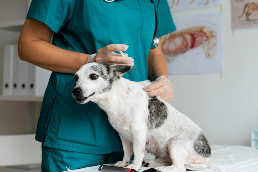 Vacinação antirrábica para cães e gatos começa na Zona rural de Juiz de Fora nesta quarta 1 fotos 2