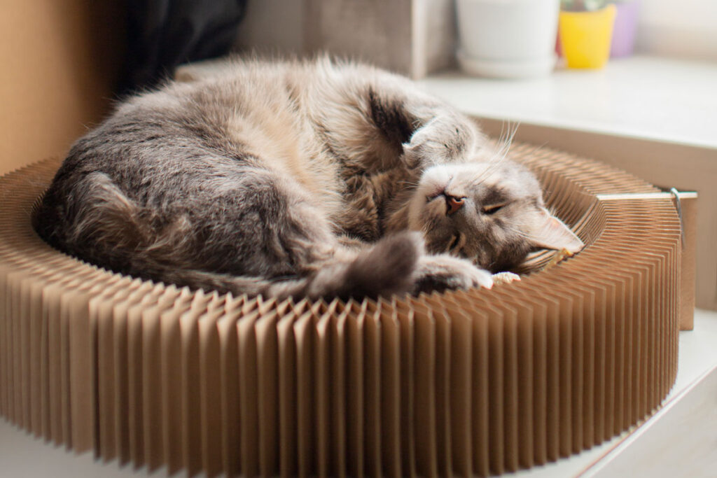 6 posições em que os gatos dormem e o que cada uma significa 1 6 posições em que os gatos dormem e o que cada uma significa