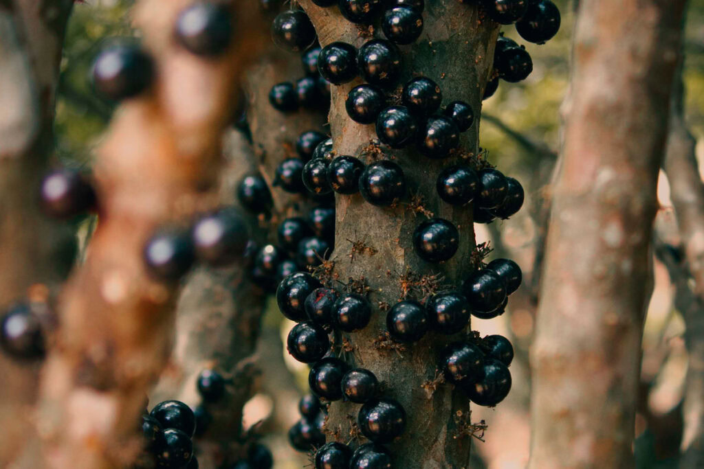 jaboticaba frutas do brasil foto pexels