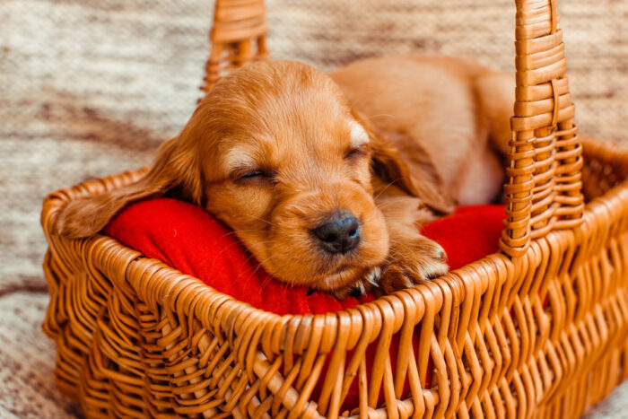 Filhote de cachorro não dorme sozinho? Veja como acostumá-lo à caminha