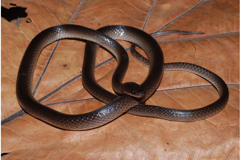 – Nova cobra com dentes enormes ganha nome de Slash, do Guns N’ Roses, mas cientistas dizem que ela não oferece perigo às pessoas