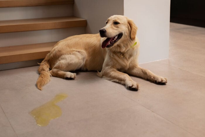 Seu pet está bebendo água suficiente? Veja 5 sinais para observar