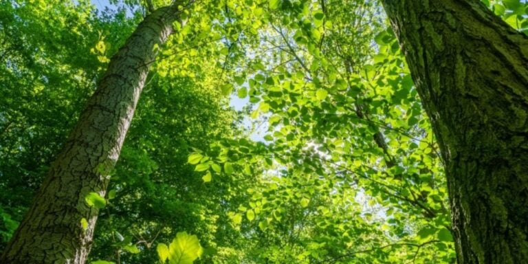 África constrói “muralha verde” de 8 mil quilômetros para frear avanço do deserto e recuperar terras
