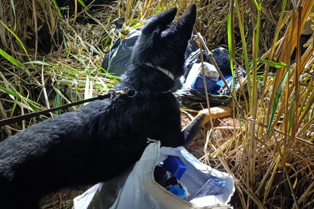 VÍDEO: Cadela da PM encontra tonel com drogas enterrado em área de mata na Zona Norte de Juiz de Fora 2 Cadela