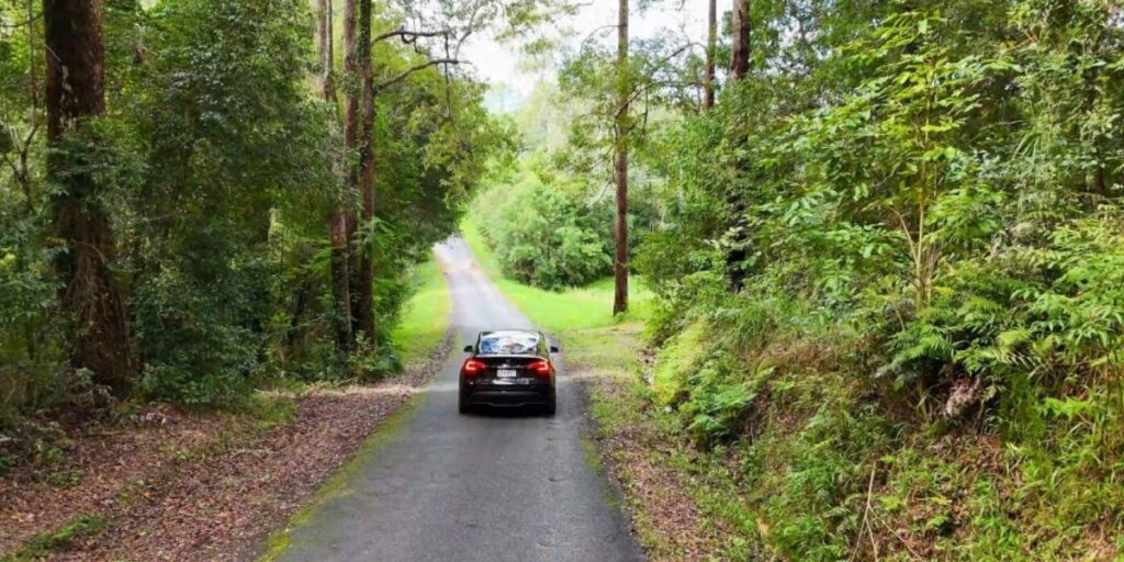 Animais que vivem nas montanhas aparecem perdidos em cidades, e resgatistas suspeitam que tenham viajado escondidos dentro de carros