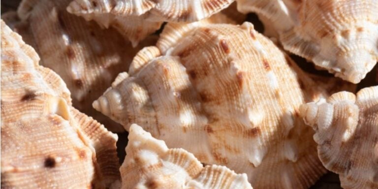 Mais de 15 milhões de ostras serão jogadas no mar para reconstruir um ecossistema que praticamente desapareceu há mais de um século