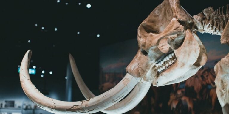 Operários abrem terreno para uma nova cidade e encontram mamute, rinoceronte, lobo e hiena da Era do Gelo