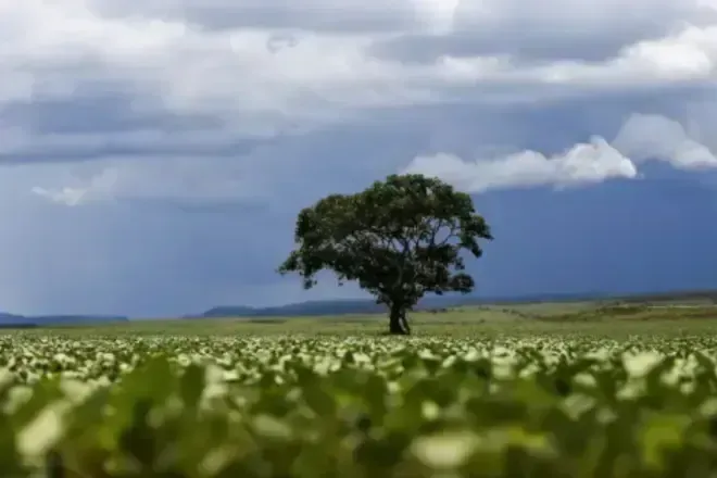Árvore brasileira frutífera foi levada para alimentar uma ilha em 1825 no Havaí; 200 anos depois, insetos e drones tentam conter a floresta que ela criou