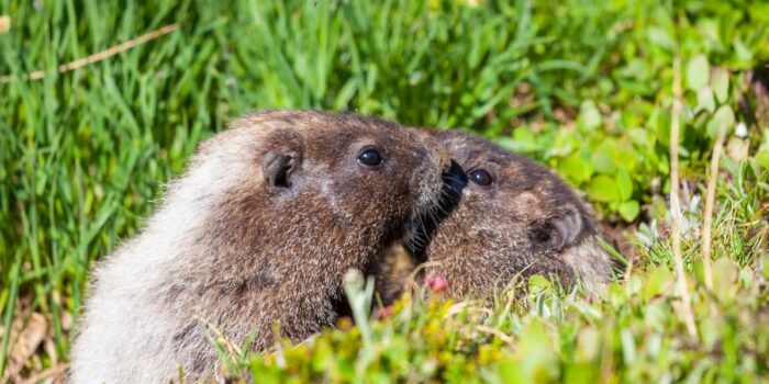 Animais que vivem nas montanhas aparecem perdidos em cidades, e resgatistas suspeitam que tenham viajado escondidos dentro de carros 1 Marmotas