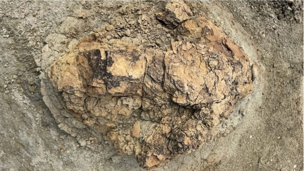 Quatro pegadas de 66,5 milhões de anos revelam pela primeira vez como um T. rex adulto caminhava