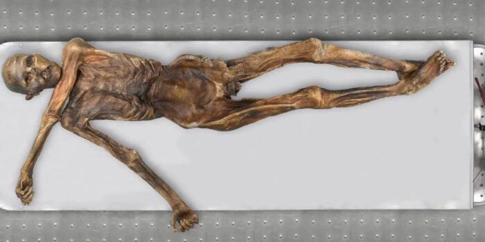 Casal encontra corpo preso no gelo e pensa que alpinista havia acabado de morrer, mas cientistas descobrem homem assassinado há 5.300 anos 1 Mumia